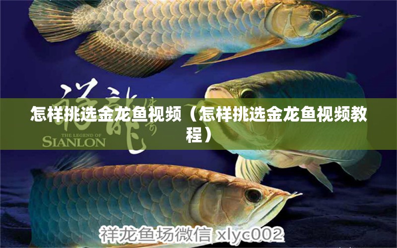 怎樣挑選金龍魚視頻（怎樣挑選金龍魚視頻教程） 定時器/自控系統(tǒng)