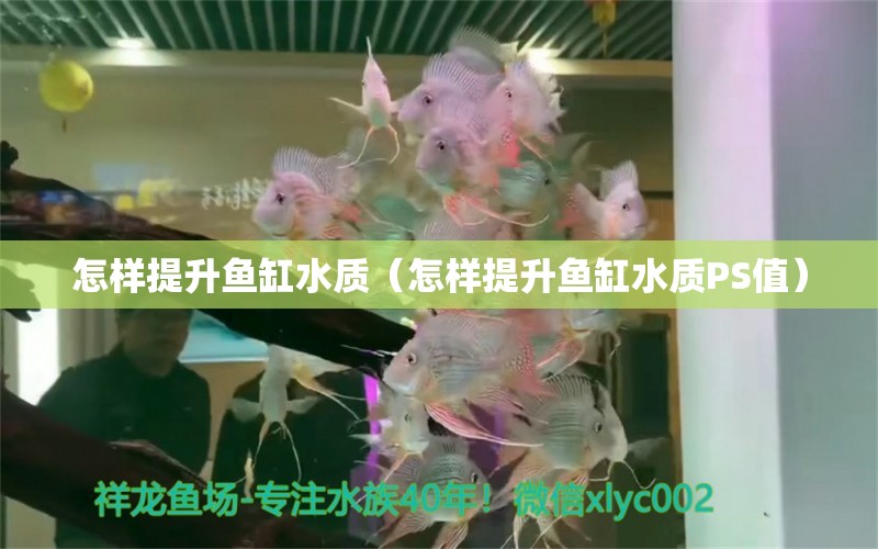 怎樣提升魚缸水質(zhì)（怎樣提升魚缸水質(zhì)PS值） 其他品牌魚缸