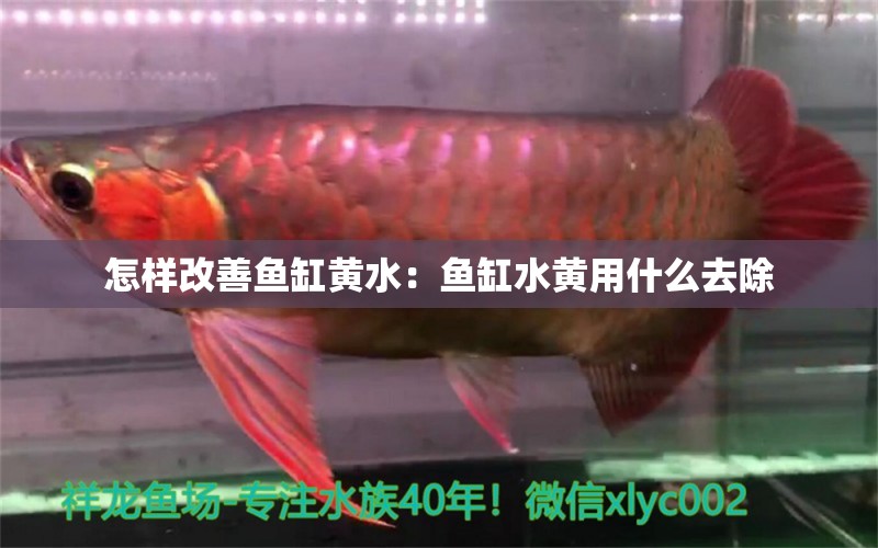 怎樣改善魚缸黃水：魚缸水黃用什么去除