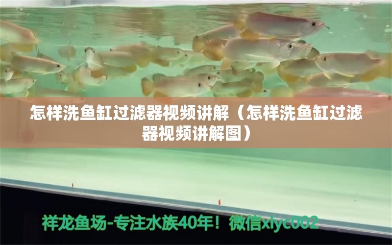 怎樣洗魚缸過濾器視頻講解（怎樣洗魚缸過濾器視頻講解圖） 七彩神仙魚