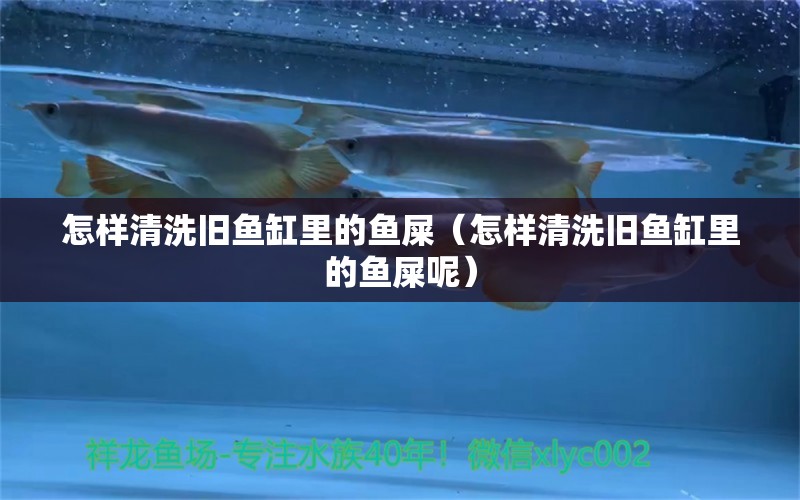 怎樣清洗舊魚缸里的魚屎（怎樣清洗舊魚缸里的魚屎呢） 觀賞魚市場（混養(yǎng)魚）