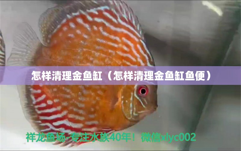 怎樣清理金魚缸（怎樣清理金魚缸魚便）