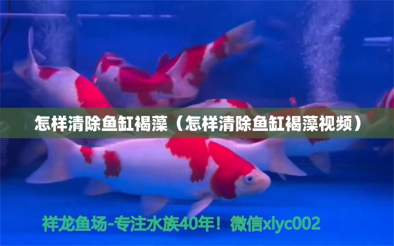 怎樣清除魚缸褐藻（怎樣清除魚缸褐藻視頻） 祥龍水族醫(yī)院