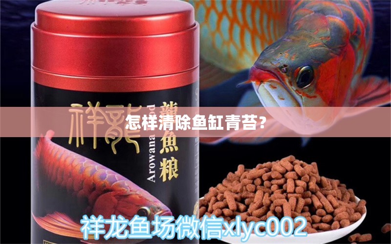 怎樣清除魚(yú)缸青苔？