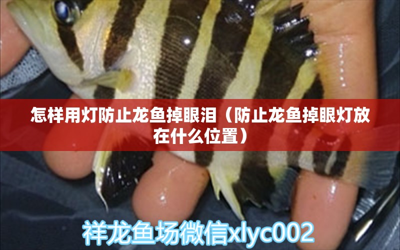 怎樣用燈防止龍魚掉眼淚（防止龍魚掉眼燈放在什么位置）