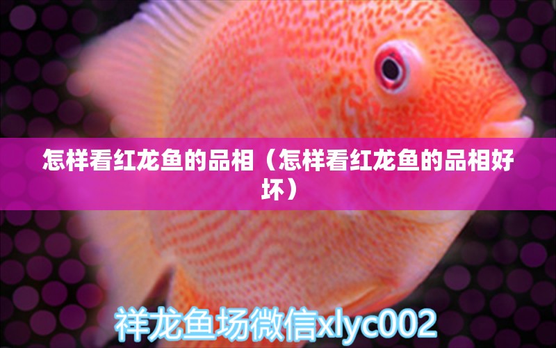 怎樣看紅龍魚的品相（怎樣看紅龍魚的品相好壞） 印尼紅龍魚