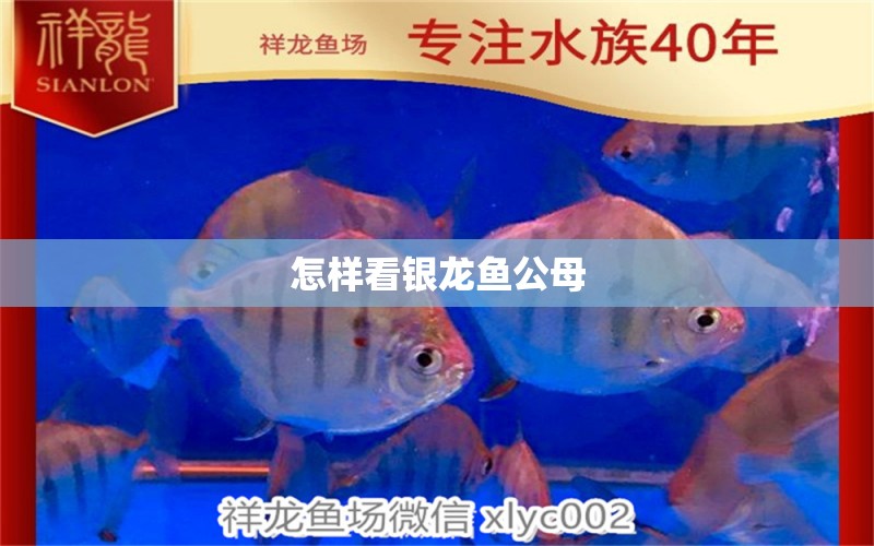 怎樣看銀龍魚公母