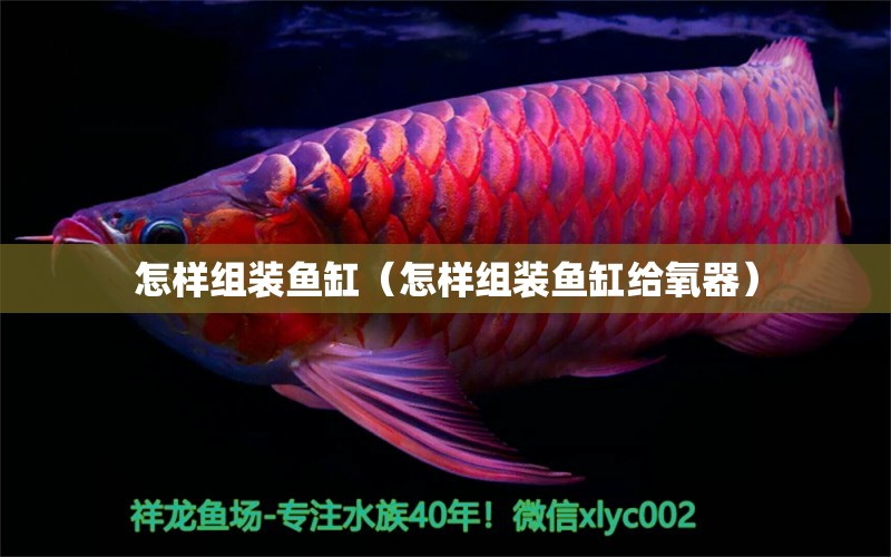 怎樣組裝魚缸（怎樣組裝魚缸給氧器） 祥龍水族醫(yī)院