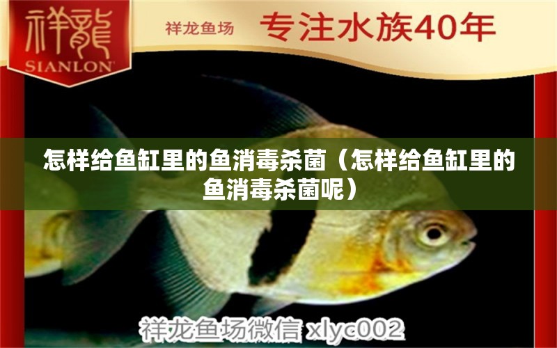 怎樣給魚缸里的魚消毒殺菌（怎樣給魚缸里的魚消毒殺菌呢）