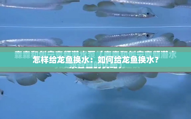 怎樣給龍魚換水：如何給龍魚換水？