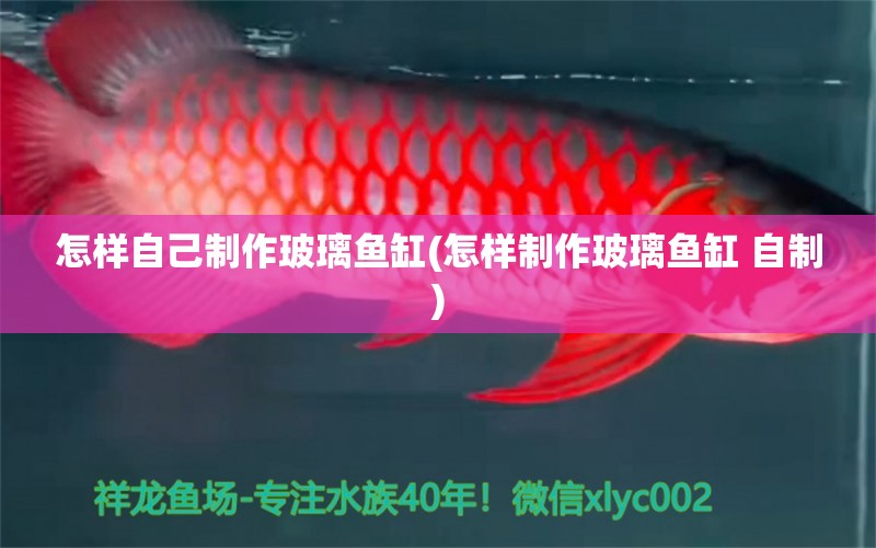 怎樣自己制作玻璃魚缸(怎樣制作玻璃魚缸 自制) 泰國(guó)虎魚