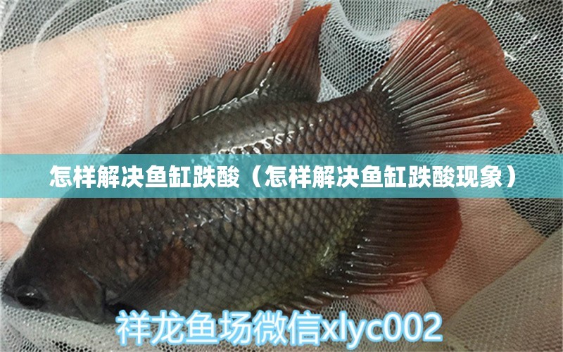 怎樣解決魚缸跌酸（怎樣解決魚缸跌酸現(xiàn)象） 慈雕魚