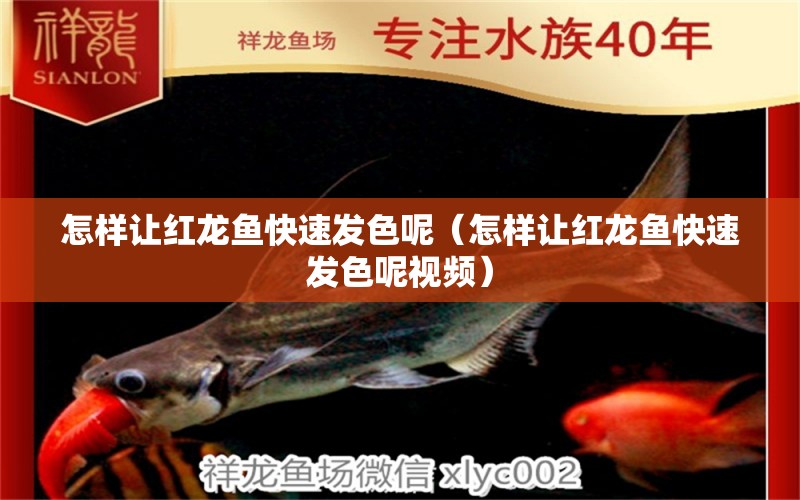 怎樣讓紅龍魚(yú)快速發(fā)色呢（怎樣讓紅龍魚(yú)快速發(fā)色呢視頻） 龍魚(yú)百科