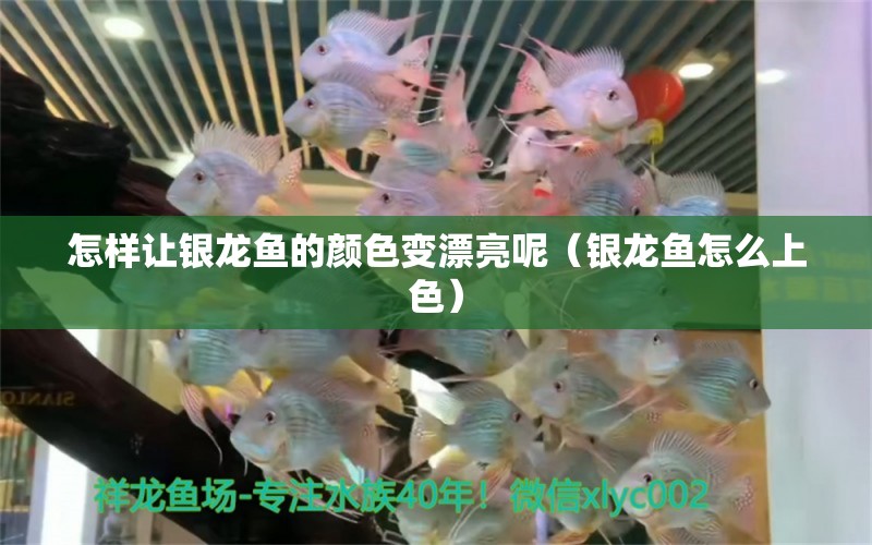 怎樣讓銀龍魚的顏色變漂亮呢（銀龍魚怎么上色）