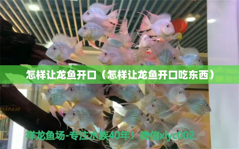 怎樣讓龍魚開口（怎樣讓龍魚開口吃東西） 觀賞魚市場(chǎng)（混養(yǎng)魚）