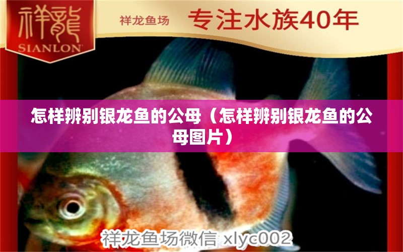 怎樣辨別銀龍魚(yú)的公母（怎樣辨別銀龍魚(yú)的公母圖片） 銀龍魚(yú)