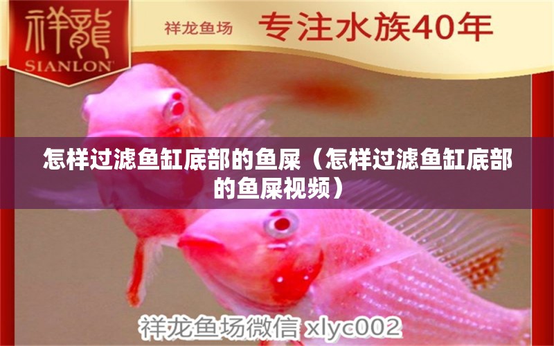 怎樣過濾魚缸底部的魚屎（怎樣過濾魚缸底部的魚屎視頻）