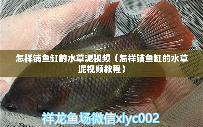 怎樣鋪魚缸的水草泥視頻（怎樣鋪魚缸的水草泥視頻教程）