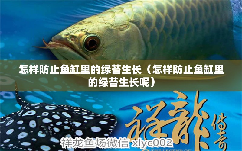 怎樣防止魚缸里的綠苔生長(zhǎng)（怎樣防止魚缸里的綠苔生長(zhǎng)呢） 招財(cái)戰(zhàn)船魚