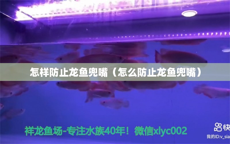 怎樣防止龍魚兜嘴（怎么防止龍魚兜嘴） 廣州龍魚批發(fā)市場