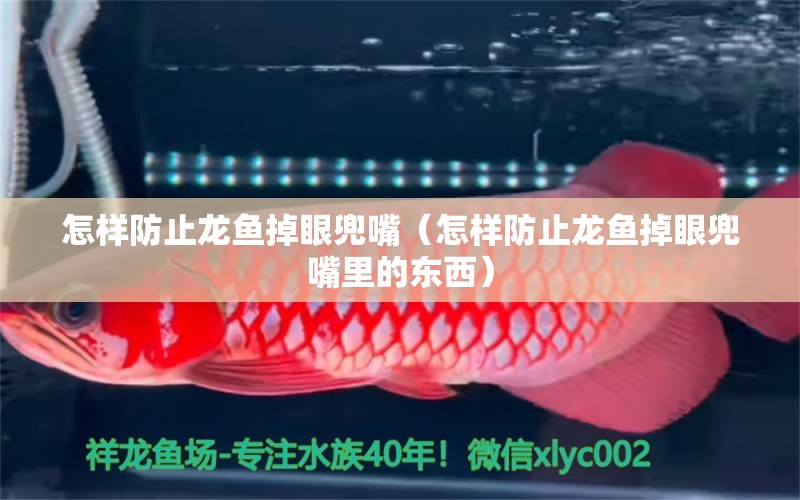 怎樣防止龍魚掉眼兜嘴（怎樣防止龍魚掉眼兜嘴里的東西） 祥龍水族醫(yī)院