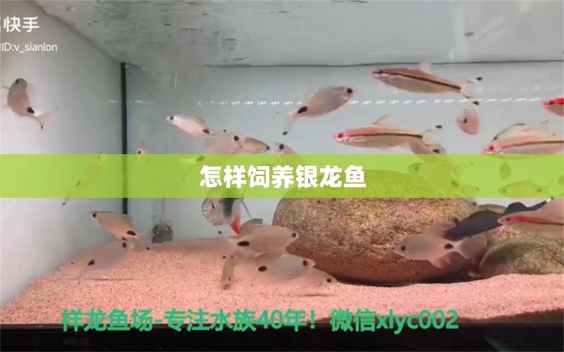 怎樣飼養(yǎng)銀龍魚 銀龍魚