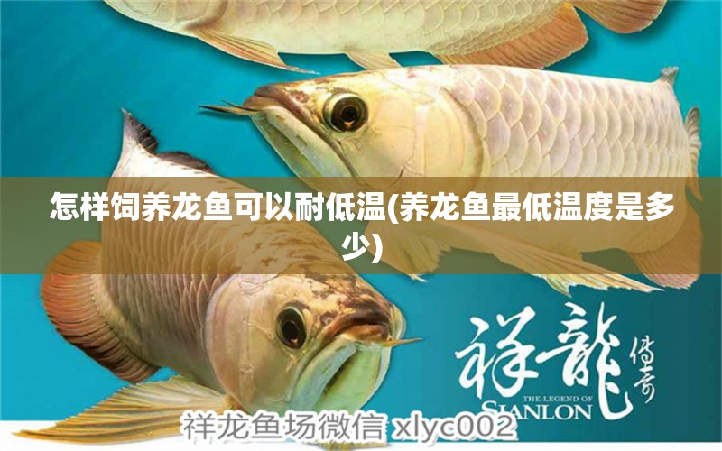 怎樣飼養(yǎng)龍魚可以耐低溫(養(yǎng)龍魚最低溫度是多少)