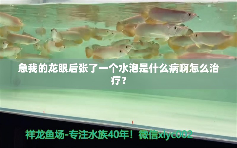 急我的龍眼后張了一個水泡是什么病啊怎么治療？ 龍魚疾病與治療