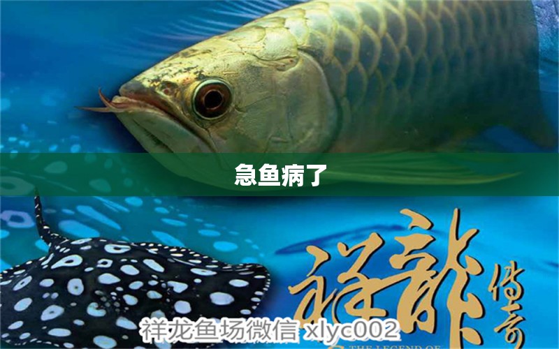 急魚病了 龍魚疾病與治療