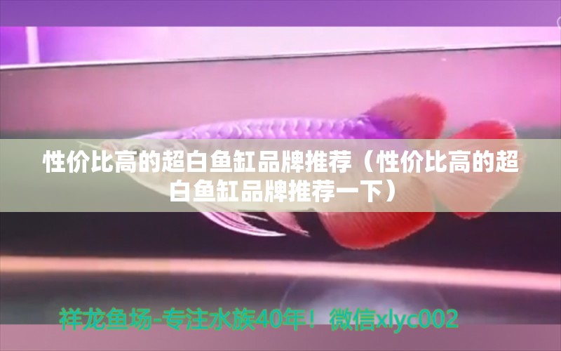 性價比高的超白魚缸品牌推薦（性價比高的超白魚缸品牌推薦一下） 祥龍魚場