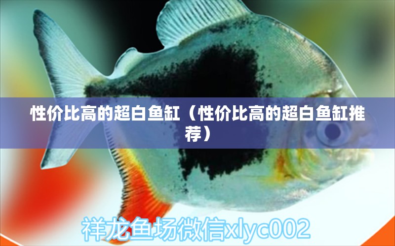 性價比高的超白魚缸（性價比高的超白魚缸推薦）