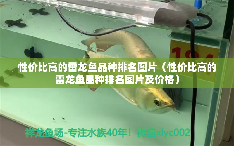 性價(jià)比高的雷龍魚(yú)品種排名圖片（性價(jià)比高的雷龍魚(yú)品種排名圖片及價(jià)格） 廣州龍魚(yú)批發(fā)市場(chǎng)