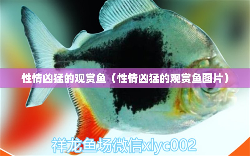 性情兇猛的觀賞魚（性情兇猛的觀賞魚圖片） 小型觀賞魚