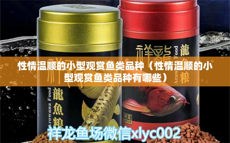 性情溫順的小型觀賞魚(yú)類品種（性情溫順的小型觀賞魚(yú)類品種有哪些） 小型觀賞魚(yú)