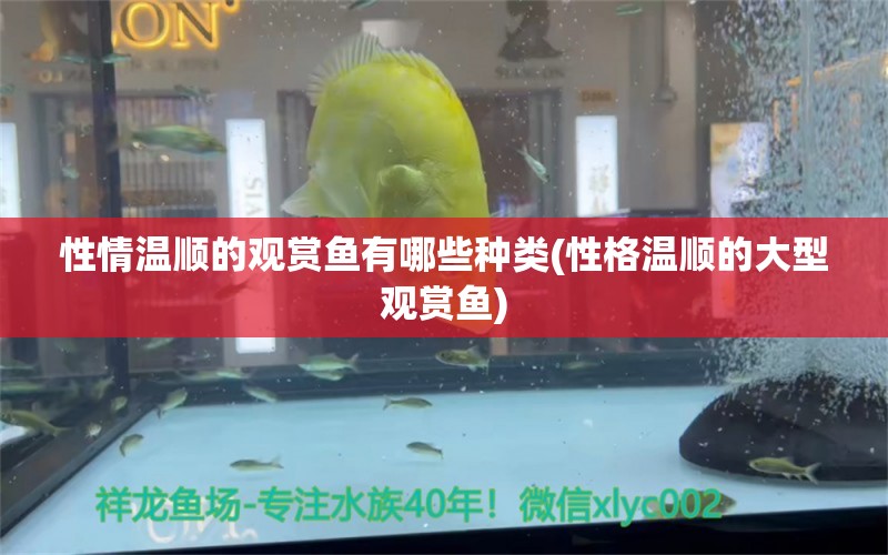 性情溫順的觀賞魚有哪些種類(性格溫順的大型觀賞魚) 魚缸水質(zhì)穩(wěn)定劑