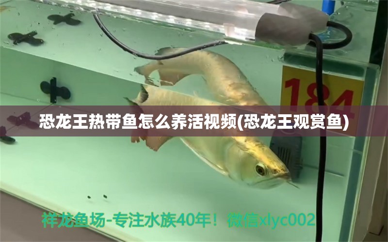 恐龍王熱帶魚怎么養(yǎng)活視頻(恐龍王觀賞魚)