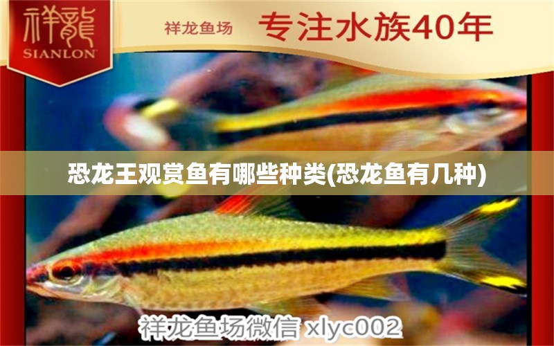 恐龍王觀賞魚有哪些種類(恐龍魚有幾種) 銀龍魚