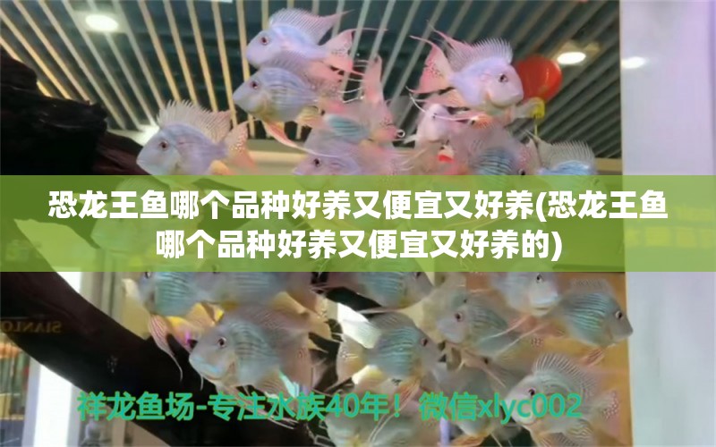 恐龍王魚哪個(gè)品種好養(yǎng)又便宜又好養(yǎng)(恐龍王魚哪個(gè)品種好養(yǎng)又便宜又好養(yǎng)的) 恐龍王魚