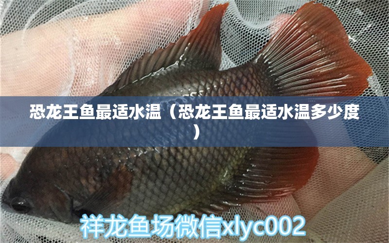 恐龍王魚最適水溫（恐龍王魚最適水溫多少度） 恐龍王魚