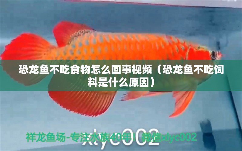 恐龍魚不吃食物怎么回事視頻（恐龍魚不吃飼料是什么原因）