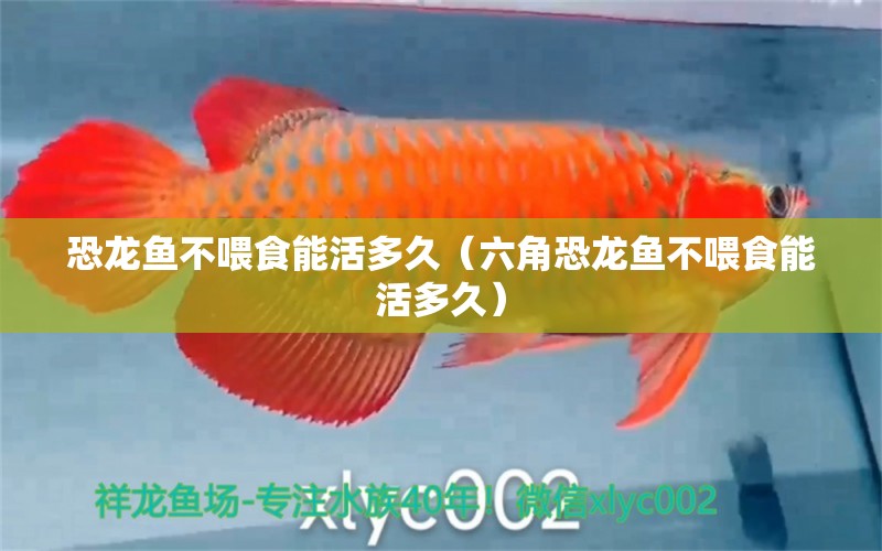 恐龍魚(yú)不喂食能活多久（六角恐龍魚(yú)不喂食能活多久） 斑馬鴨嘴魚(yú)苗