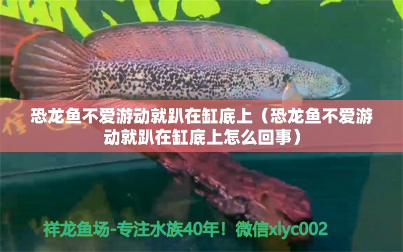 恐龍魚不愛游動就趴在缸底上（恐龍魚不愛游動就趴在缸底上怎么回事） 祥龍水族醫(yī)院 第2張