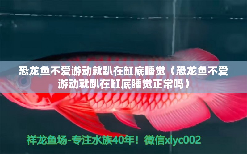 恐龍魚不愛游動就趴在缸底睡覺（恐龍魚不愛游動就趴在缸底睡覺正常嗎） 祥龍水族醫(yī)院