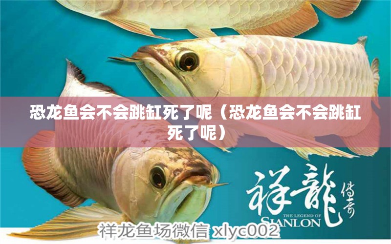 恐龍魚會不會跳缸死了呢（恐龍魚會不會跳缸死了呢） 紅尾平克魚