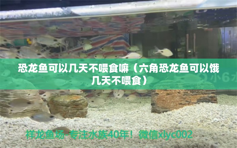 恐龍魚可以幾天不喂食嘛（六角恐龍魚可以餓幾天不喂食） 印尼四紋虎