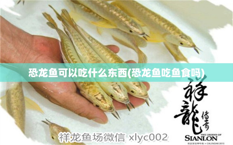 恐龍魚可以吃什么東西(恐龍魚吃魚食嗎) 女王大帆魚