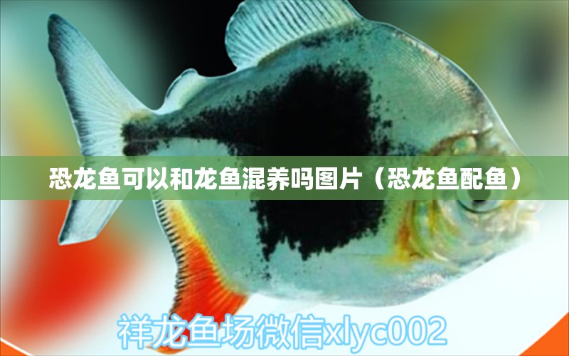 恐龍魚(yú)可以和龍魚(yú)混養(yǎng)嗎圖片（恐龍魚(yú)配魚(yú)） 翡翠鳳凰魚(yú)