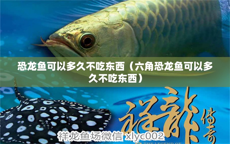 恐龍魚可以多久不吃東西（六角恐龍魚可以多久不吃東西） 祥龍水族醫(yī)院