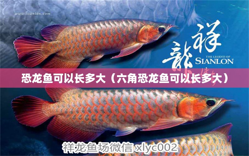 恐龍魚可以長多大（六角恐龍魚可以長多大）