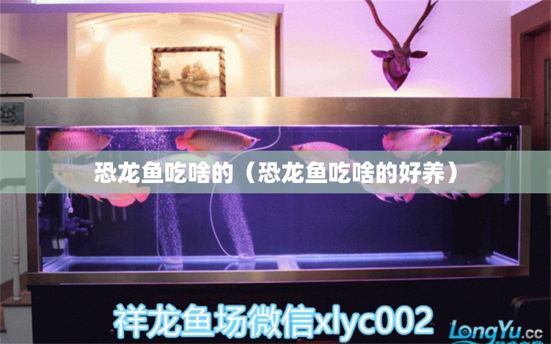 恐龍魚吃啥的（恐龍魚吃啥的好養(yǎng)） 祥龍水族醫(yī)院